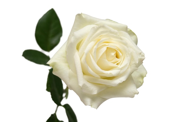 Flor de rosa branca com folha isolada no fundo branco Noiva de cartão de casamento Saudação de verão Primavera Flat lay top view Amo o dia dos namorados