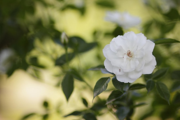 Flor de rosa branca de arbusto fechado no jardim Maravilhosa flor de rosa branca florescendo no mato no jardim do pôr do sol