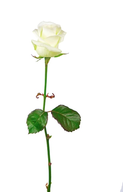 Flor de rosa branca isolada isolada no fundo branco a foto pode ser usada como um cartão de convite para aniversário de casamento e outros feriados e fundo de verão