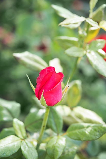 Flor de rosa de jardim em fundo desfocado