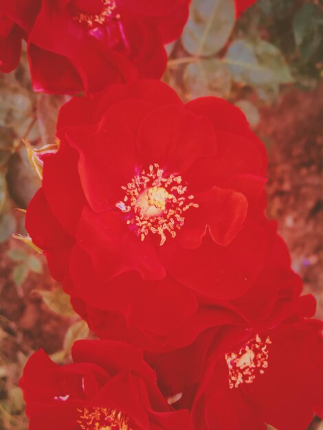 Flor de rosa de jardim florescendo vermelha no fundo de beleza floral por do sol