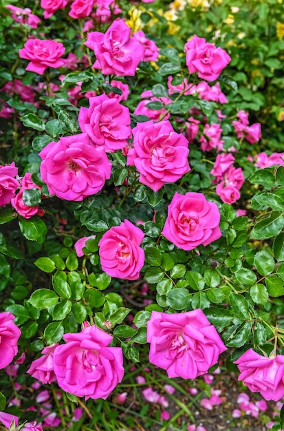 Flor de rosa de Maria em folhas verdes de fundo