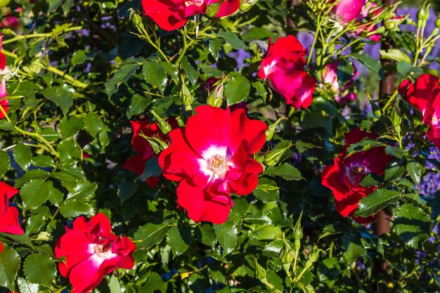 Flor de Rosa Dortmund no jardim de verão