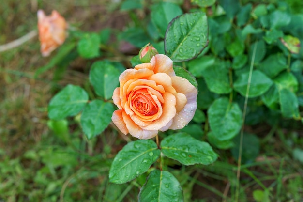 Flor de rosa em flor em um jardim fechado