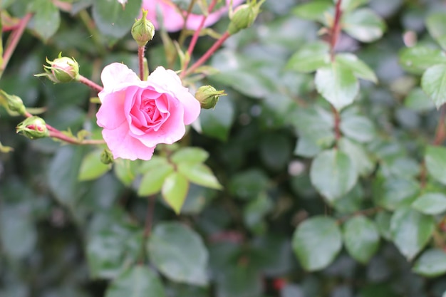 Foto flor de rosa em fundo borroso rosas rosas flores no jardim de rosas natureza
