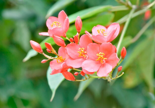 Flor-de-rosa Jatropha integerrima no jardim da natureza