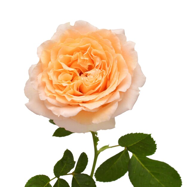 Flor de rosa laranja isolada no fundo branco Noiva de cartão de casamento Saudação de verão Primavera Flat lay top view Amo o dia dos namorados