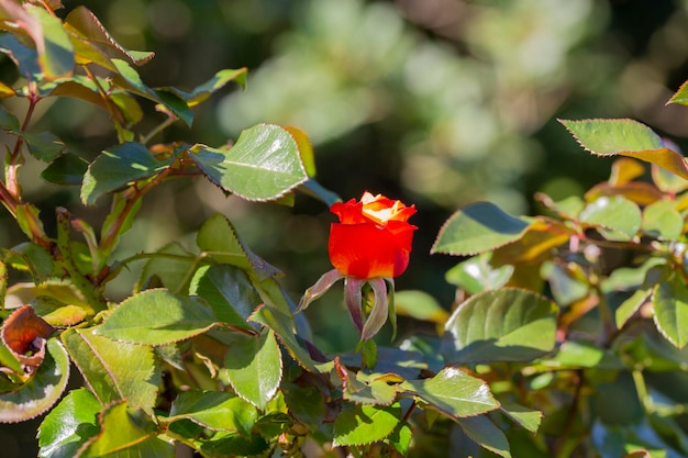 Flor de rosa laranja vermelha no verão no foco seletivo do jardim do país