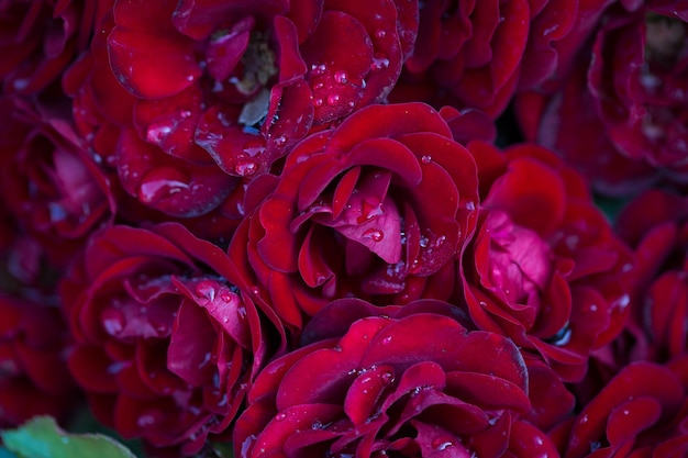 Flor de rosa macro flor rosa vermelha closeup Fundo natural de alta qualidade Fundo bonito