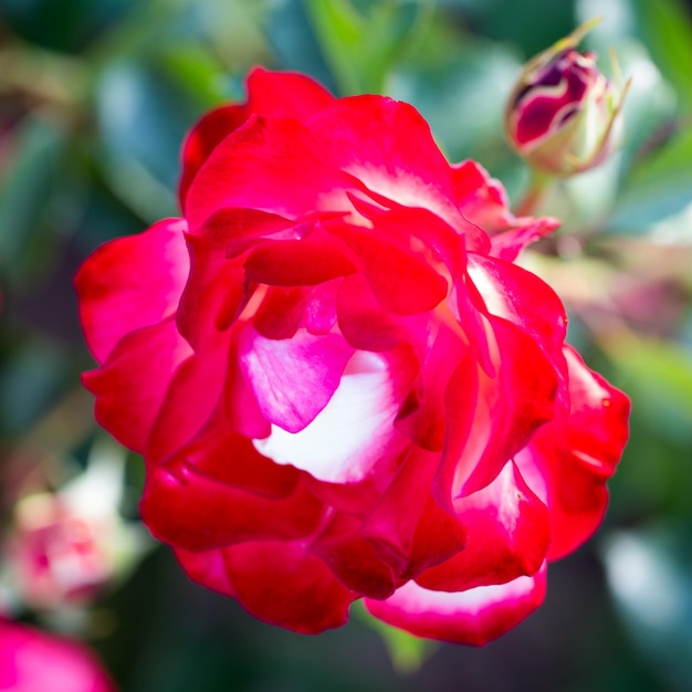 Flor de rosa macro flor rosa vermelha closeup Fundo natural de alta qualidade Fundo bonito