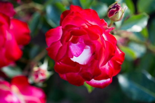 Flor de rosa macro flor rosa vermelha closeup Fundo natural de alta qualidade Fundo bonito
