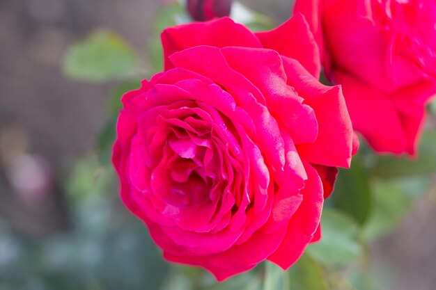 Flor de rosa macro flor rosa vermelha closeup Fundo natural de alta qualidade Fundo bonito