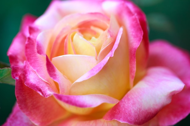 Flor de rosa macro rosa e rosa amarela closeup de fundo natural de alta qualidade Fundo bonito