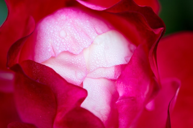 Flor de rosa macro rosa vermelha e branca closeup de fundo natural de alta qualidade Fundo bonito