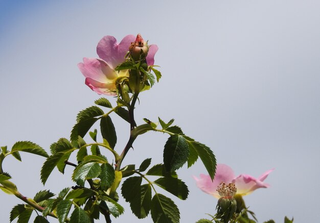 Flor de rosa mosqueta em cinza