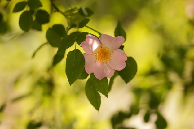 Flor de rosa mosqueta rosa closeup Dogrose floresce no parque ou floresta Composição da natureza