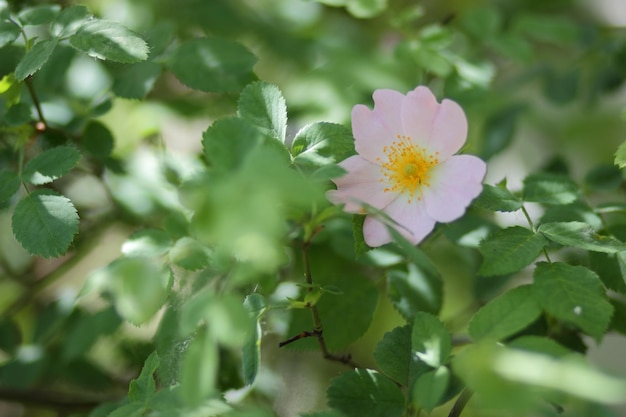 Flor de rosa mosqueta rosa closeup Dogrose floresce no parque ou floresta Composição da natureza