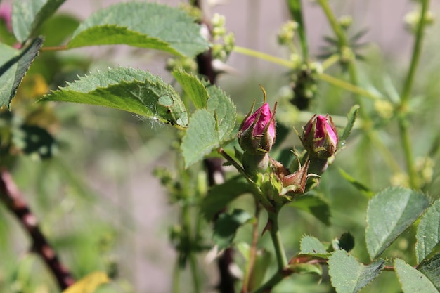 Flor de rosa mosqueta selvagem com dia ensolarado de fundo embaçado