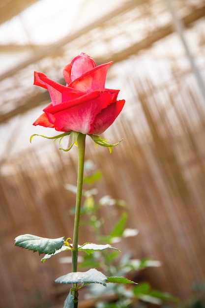 Flor de rosa no jardim em fundo desfocado, flor de rosas com efeito de estufa