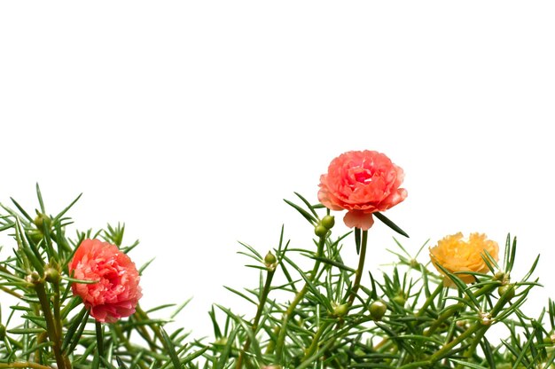 Foto flor de rosa ou purslane ten oclock sun rose portulaca flores com folhas verdes penduradas do topo isoladas em fundo branco
