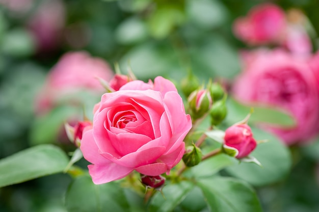 Flor de rosa rosa com botões no jardim de rosas. Foco suave.