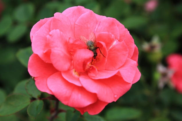 Flor de rosa rosa dof rasa no jardim de rosas fundo de flores com vista de close-up de flores rosas