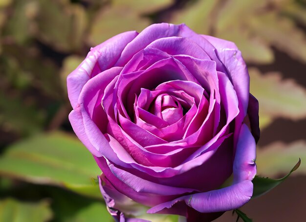 Foto flor de rosa roxa de perto