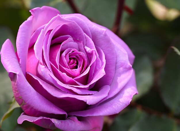 Foto flor de rosa roxa de perto