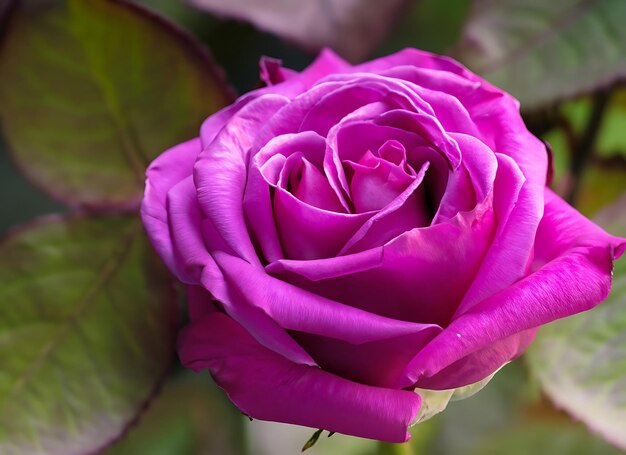 Foto flor de rosa roxa de perto