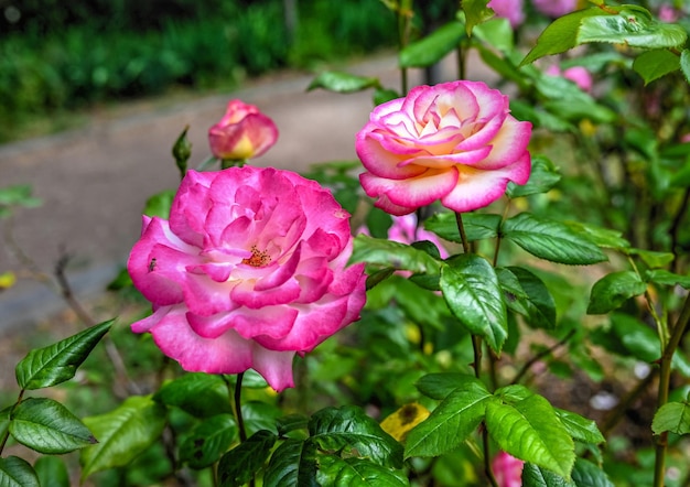 Flor de rosa Sharifa Asma em folhas verdes de fundo