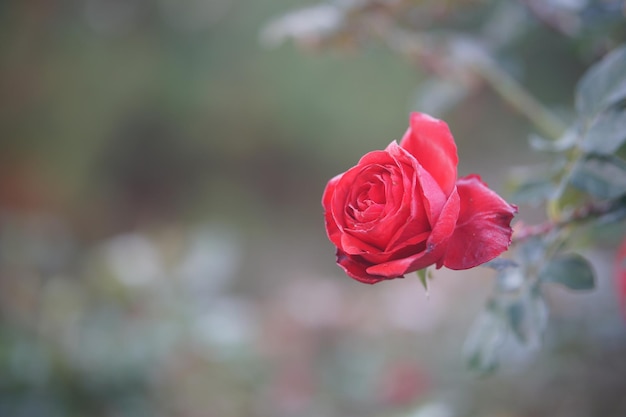 Foto flor de rosa vermelha desabrochando em flor no parque do jardim