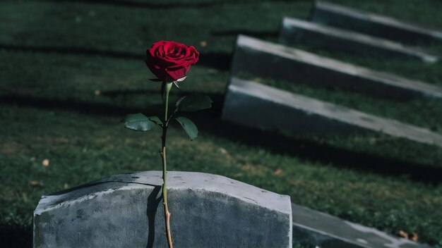 Flor de rosa vermelha em um túmulo em um cemitério