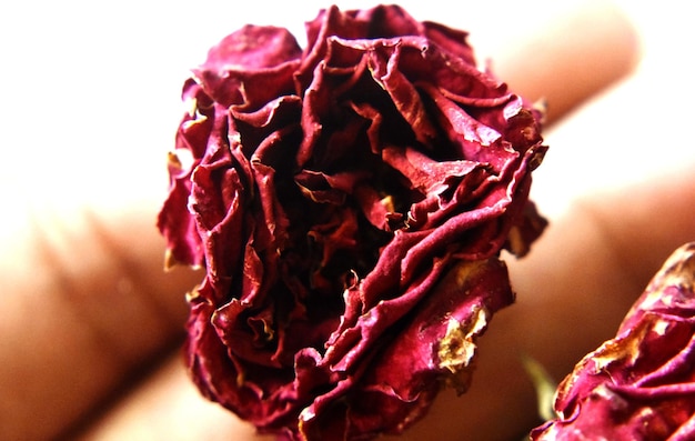 Flor de rosa vermelha seca