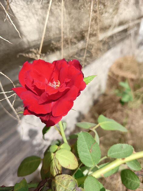 Foto flor de rosa vermelha