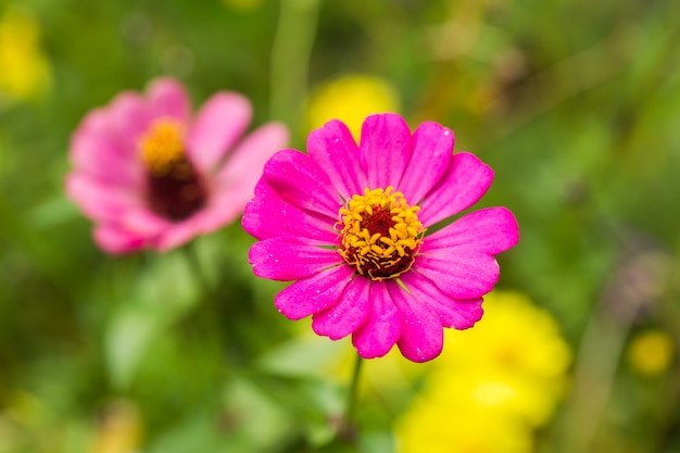 Flor-de-rosa Zinnia (Zinnia violacea Cav) com fundo verde