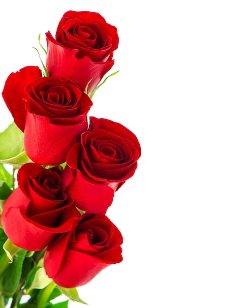 Foto flor de rosas vermelhas isolada no fundo branco