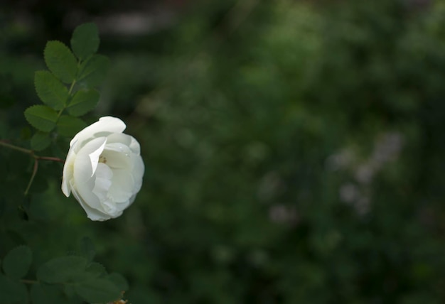 Flor de roseira branca em um fundo verde escuro Copiar espaço