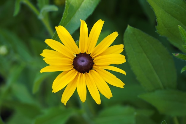 Flor de rudbeckia amarela vista aproximada de cima