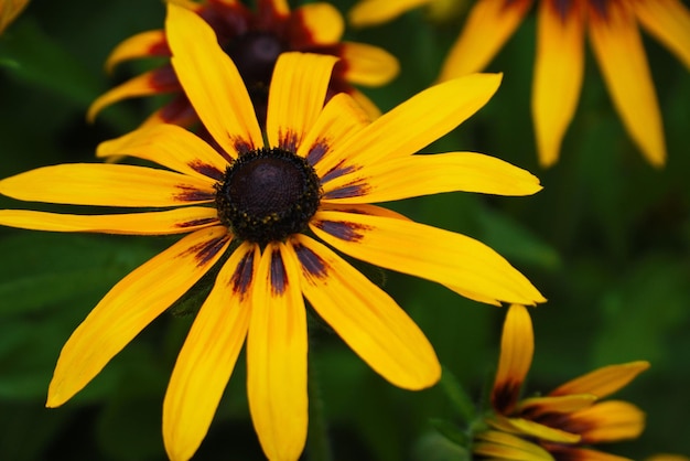 Flor de rudbeckia amarela vista aproximada de cima