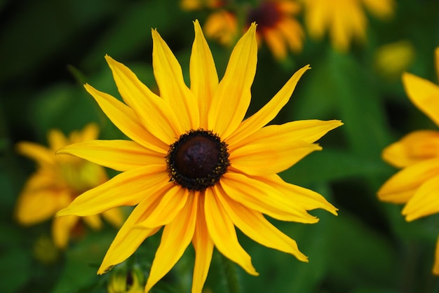 Flor de rudbeckia amarela vista aproximada de cima