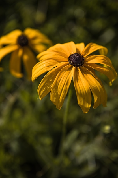 Flor de Rudbeckia ou rudbekia fulgida, Goldstrum, coneflower amarelo alaranjado