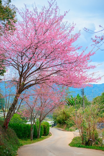 Flor de sakura da primavera ou cherry blossom path através de uma bela estrada chiang mai tailândia