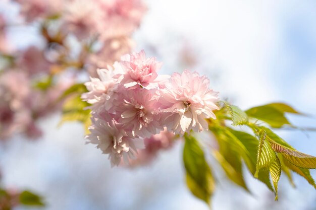 Flor de Sakura em flor. Bokeh e flor. Flor