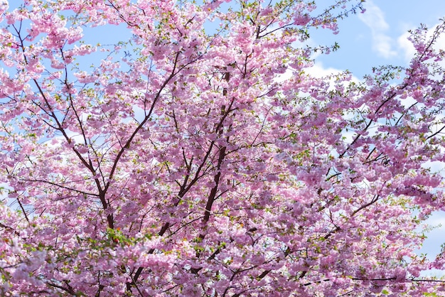 Flor de sakura fresca rosa no fundo do céu azul