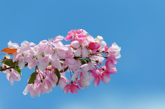 Flor de sakura japonesa com céu azul