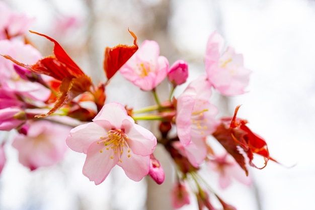 Flor de Sakura na primavera. Lindas flores cor de rosa da árvore.