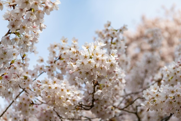 Flor de sakura no céu em foco seletivo de primavera