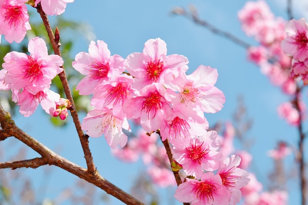 Flor de sakura no fundo da natureza