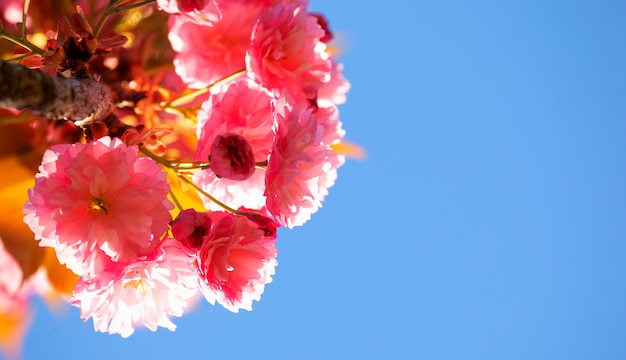 Flor de Sakura no fundo do céu de perto