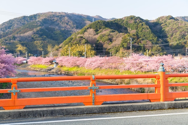 Flor de sakura no Japão